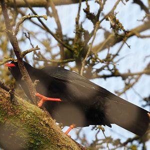Red-billed chough (Pyrrhocorax pyrrhocorax), 2021-12-07