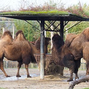 Bactrian camels (Camelus ferus bactrianus), 2021-12-07