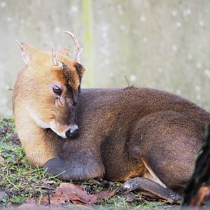 Reeves' muntjac (Muntiacus reevesi), 2021-12-07