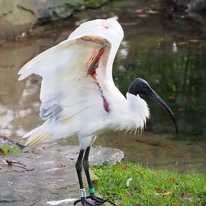 Black-headed ibis (Threskiornis melanocephalus), 2021-12-07