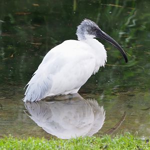 Black-headed ibis (Threskiornis melanocephalus), 2021-12-07