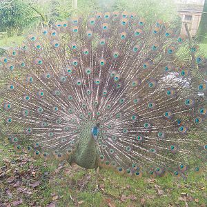 Displaying Green peafowl (Pavo muticus), 2021-12-07