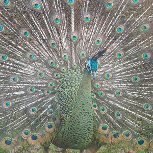 Displaying Green peafowl (Pavo muticus), 2021-12-07