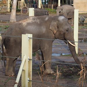 Asian elephant bull Kanvar (Elephas maximus), 2021-12-07