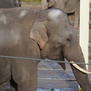 Asian elephant bull Kanvar (Elephas maximus), 2021-12-07