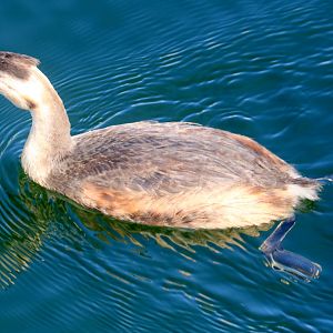 Great crested grebe; Royal Victoria Docks, London; 24th July 2022