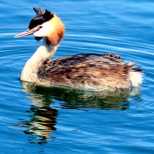 Great crested grebe; Royal Victoria Docks, London; 24th July 2022