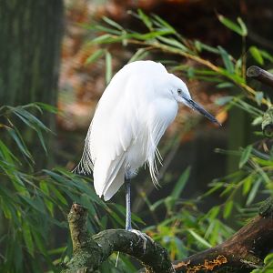Little egret (Egretta garzetta garzetta), 2021-12-07