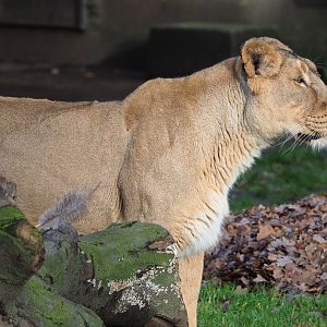 Asiatic lioness (Panthera leo persica) Lorena, 2021-12-07