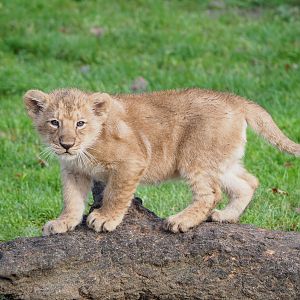 Asiatic lion (Panthera leo persica) cub Wishu, 2021-12-07