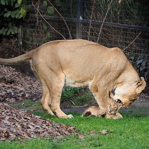 Asiatic lions (Panthera leo persica) Wishu and Lorena, 2021-12-07