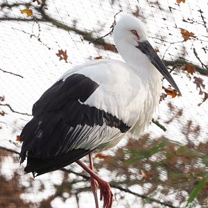 Oriental stork (Ciconia boyciana), 2021-12-07