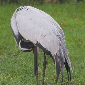 Demoiselle crane (Anthropoides virgo), 2021-12-07