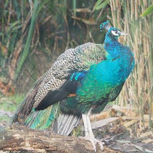 Blue peafowl (Pavo cristatus), 2021-12-07