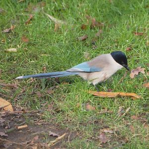 Asian Azure-winged magpie (Cyanopica cyanus), 2021-12-07