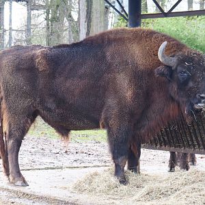 Wisent (Bison bonasus), 2021-12-07