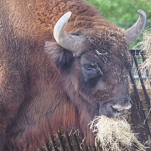 Wisent (Bison bonasus), 2021-12-07