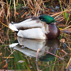 Sleeping wild Mallard drake (Anas platyrhynchos), 2021-12-07