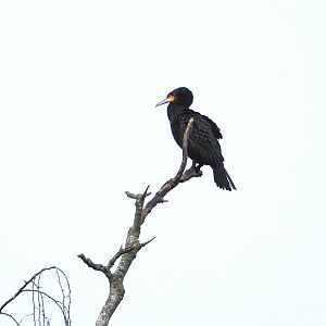 Wild Great cormorant (Phalacrocorax carbo), 2021-12-07