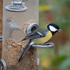 Wild Great tit (Parus major) on feeder, 2021-12-07