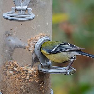 Wild Great tit (Parus major) getting food from feeder, 2021-12-07