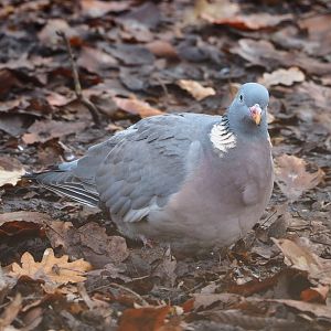 Wild Common wood pigeon (Columba palumbus), 2021-12-07