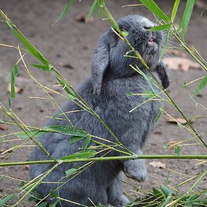 Domestic rabbit (Oryctolagus cuniculus domesticus), 2021-12-07