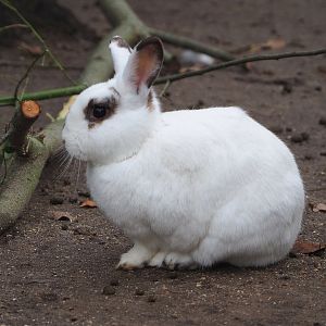 Domestic rabbit (Oryctolagus cuniculus domesticus), 2021-12-07