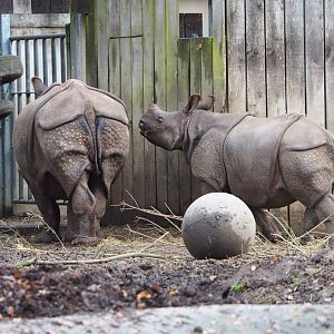 Indian rhinoceroses (Rhinoceros unicornis) Karamat and Vaiana, 2021-12-07
