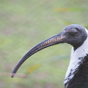Straw-necked ibis (Threskiornis spinicollis), 2021-12-07