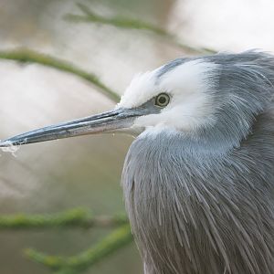 White-faced heron (Egretta novaehollandiae), 2021-12-07