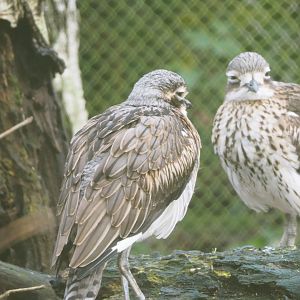 Bush thick-knee (Burhinus grallarius), 2021-12-07