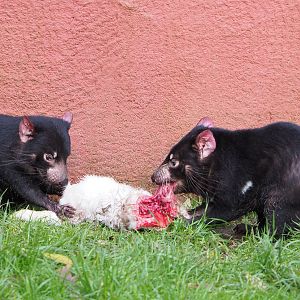 Tasmanian devils (Sarcophilus harrisii) feeding on rabbit carcass, 2021-12-07