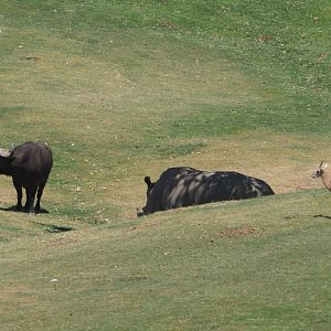 Cape buffalo, southern white rhinoceros, and Thompson's gazelles