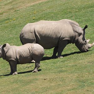 Southern white rhinoceros and calf