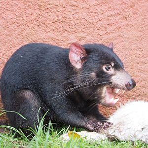 Tasmanian devil (Sarcophilus harrisii) feeding on rabbit carcass, 2021-12-07