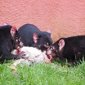 Tasmanian devils (Sarcophilus harrisii) feeding on rabbit carcass, 2021-12-07