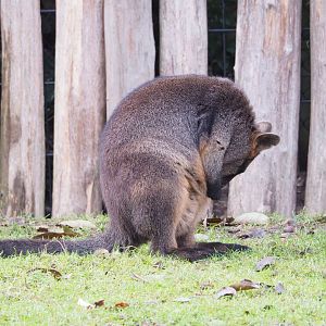 Swamp wallaby (Wallabia bicolor), 2021-12-07