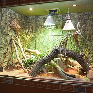 Spiny-tailed monitor terrarium, 2021-12-07