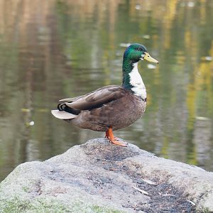 Feral Mallard - Domestic duck hybrid (Anas platyrhynchos), 2021-12-07