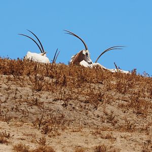 Scimitar-horned oryx