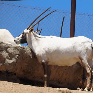Arabian oryx