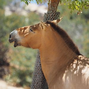 Przewalski's horse scratching