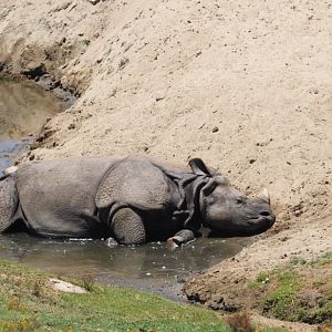 Juvenile Indian rhinoceros