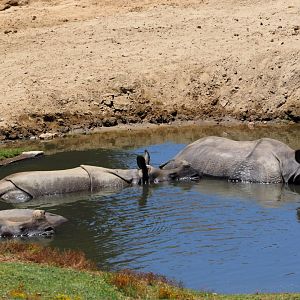 Indian rhino pool party
