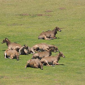 Nilgai herd