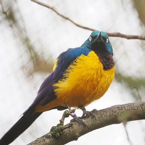 Golden-breasted starling (Lamprotornis regius), 2021-12-07