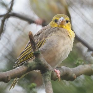 Female Village weaver (Ploceus cucullatus), 2021-12-07