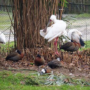 African spoonbill (Platalea alba) and White-faced whistling ducks (Dendrocygna viduata), 2021-12-07