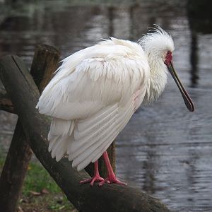 African spoonbill (Platalea alba), 2021-12-07